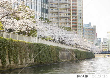 目黒川の桜 62067852