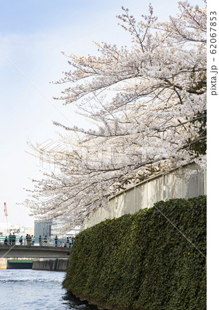 目黒川の桜 62067853