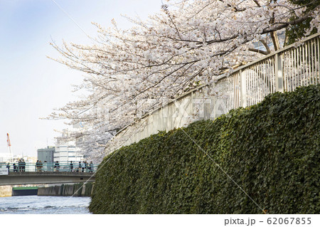 目黒川の桜 目黒川の桜 62067855