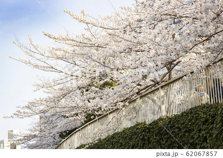 目黒川の桜 目黒川の桜 62067857