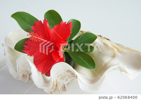 Hibiscus and giant clam, Okinawa. Hibiscus and giant clam, Okinawa. 62068400