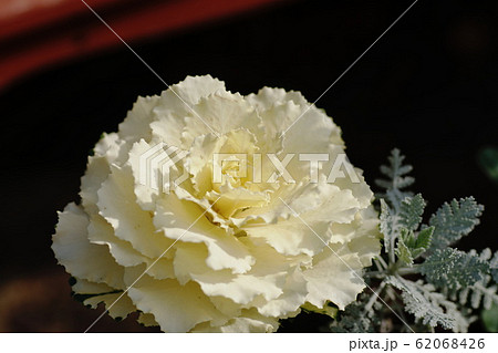 ハボタン  Ornamental cabbage 62068426