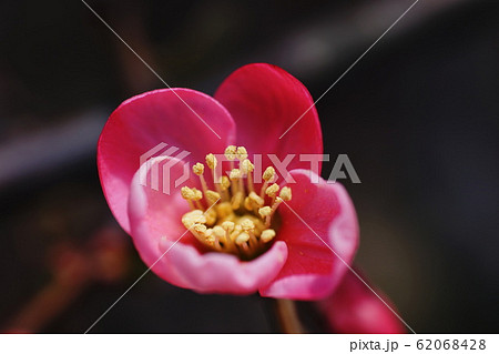 ボケ Flowering quince ボケ Flowering quince 62068428