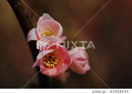 ボケ　Flowering quince 62068434