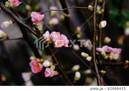 ボケ　Flowering quince 62068435