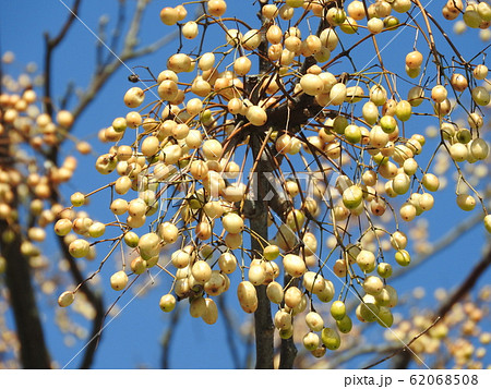 落葉高木「センダン」の実 62068508