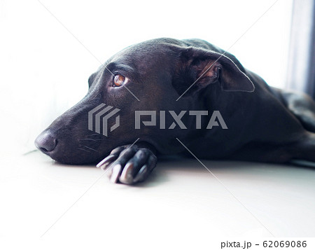 Close up lonely face of a black dog looking for 62069086