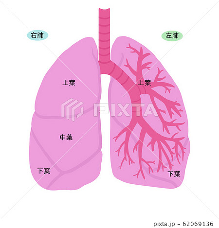 シンプルな肺のイラストのイラスト素材
