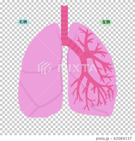 簡單的肺的插圖 62069137