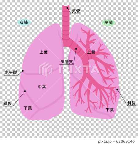 簡單的肺的插圖 62069140