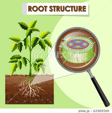 Diagram showing root structure of a plant 62069560