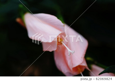 ウナズキヒメフヨウ Sleeping Hibiscus ウナズキヒメフヨウ Sleeping Hibiscus 62069824