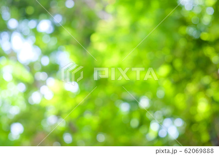 Abstract blurred green tree leaf sunshine day with 62069888