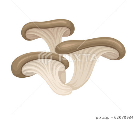 Realistic Mushroom Isolated on White Background Vector Food Item 62070934