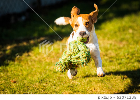 Dog Beagle with a rope toy on a green field during 62071238