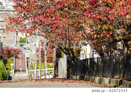 紅葉する桜と街並み・大阪豊中 62072535