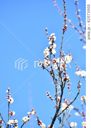 白梅 白梅 62073000