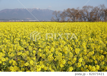 びわ湖畔守山なぎさ公園 菜の花畑 びわ湖畔守山なぎさ公園 菜の花畑 62073421