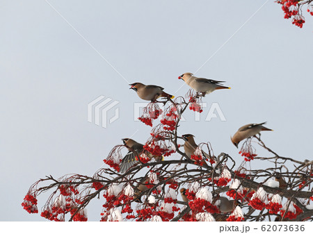 キレンジャク 62073636