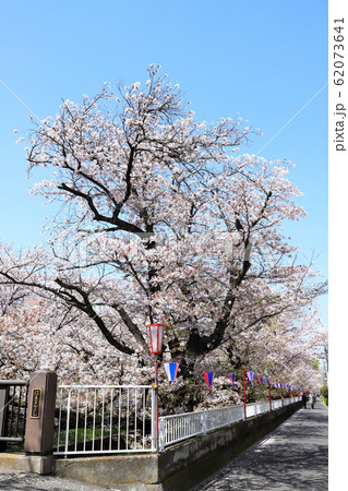 住吉ざくら 神奈川県川崎市 タテ位置 住吉ざくら 神奈川県川崎市 タテ位置 62073641