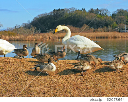 ラムサール条約登録湿地　伊豆沼　土手に上がったコハクチョウとオナガガモ 62073664