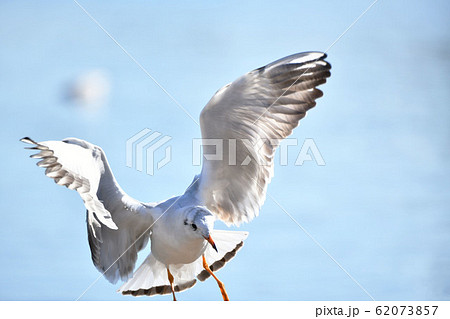 ゆりかもめ 62073857