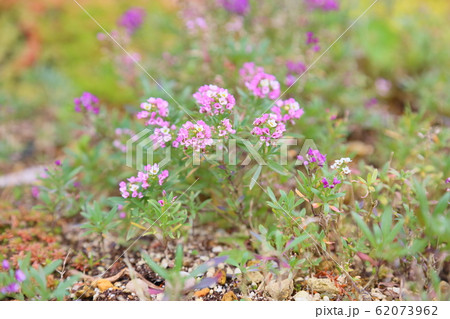 アリッサムの花 アリッサムの花 62073962
