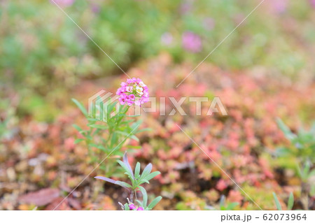 アリッサムの花 62073964