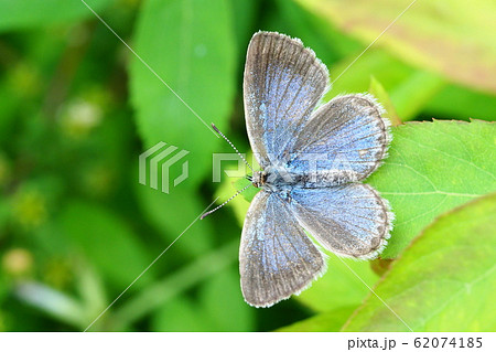 ヤマトシジミ 62074185