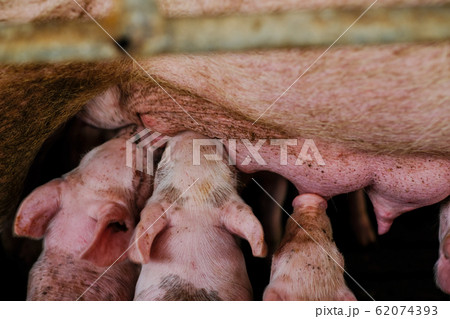 Group of newborn piglet sucking milk feed from pig Group of newborn piglet sucking milk feed from pig 62074393