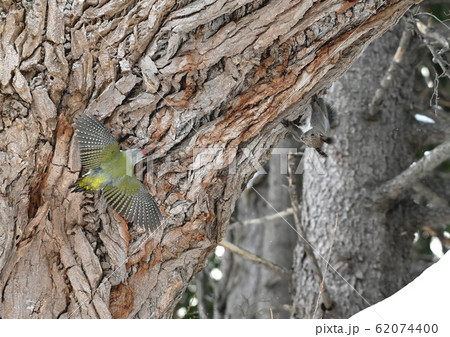 アオゲラとエゾリス 62074400