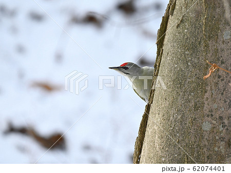 ヤマゲラ 62074401