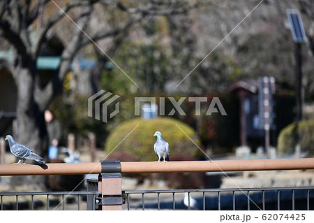 鳩 鳩 62074425