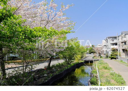 新緑と桜　江川せせらぎ遊歩道　神奈川県川崎市 62074527