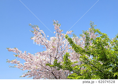 新緑と桜　江川せせらぎ遊歩道　神奈川県川崎市 62074528