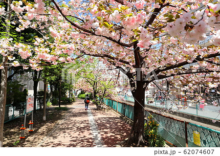 八重桜咲く二ヶ領用水 62074607