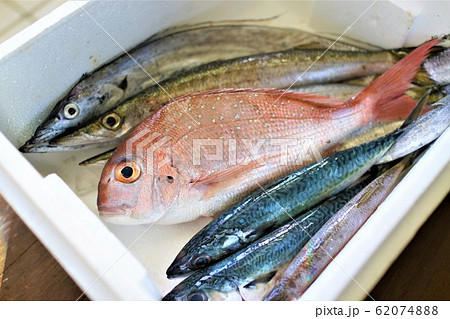 宅配の鮮魚　鯛　鯖　カマス　食料高騰　sdgs サスティナブル　　天草市　熊本県 62074888