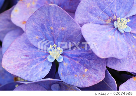アジサイの装飾花 62074939