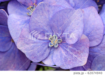 アジサイの装飾花 アジサイの装飾花 62074940