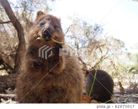 クォッカ クォッカ 62075017