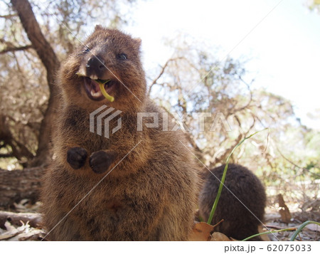 クォッカ クォッカ 62075033