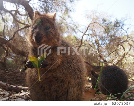 クォッカ クォッカ 62075037