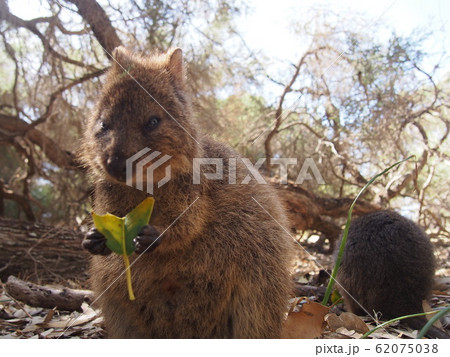 クォッカ 62075038