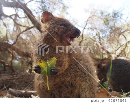 クォッカ 62075041