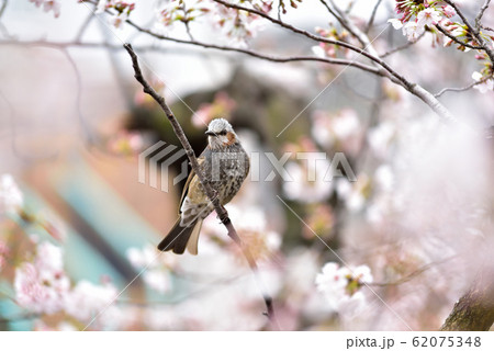 桜にヒヨドリ 62075348