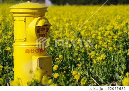 菜の花 62075682
