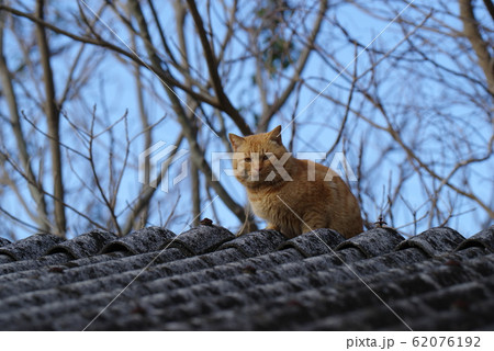 屋根の上の猫 屋根の上の猫 62076192