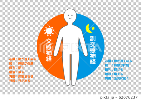 自律神経 人体図解説付きのイラスト素材