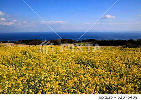 【兵庫県】　淡路市　花さじき　春の青空と菜の花 62076408