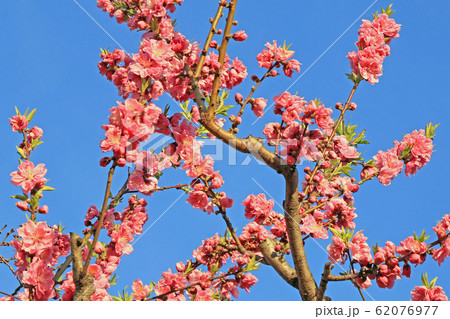 桃の花 62076977
